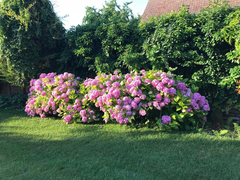 Que diriez-vous d'un petit déjeuner dans notre jardin ?